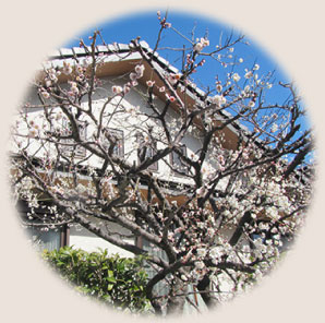 庭先に咲いた梅 T様邸