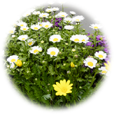 庭に咲いた花 S様邸